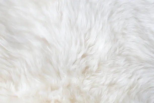 Photo of White fur