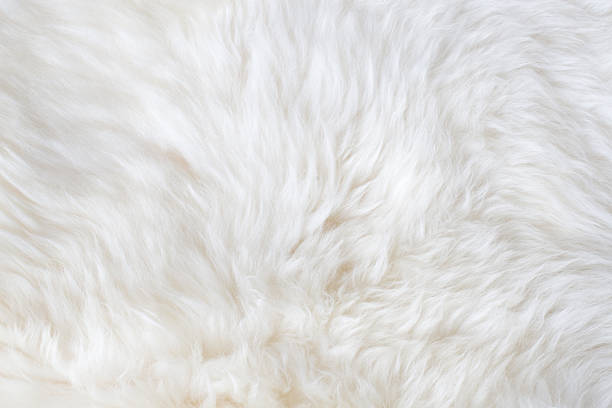белый меха - furries стоковые фото и изображения