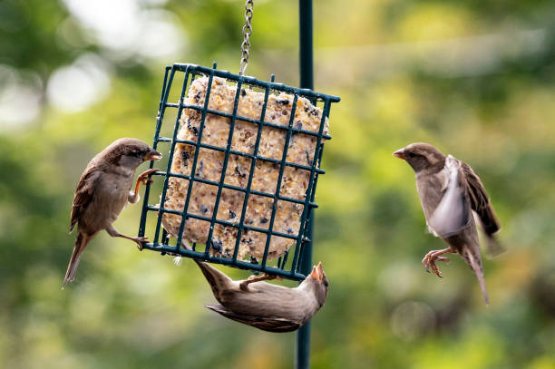 2,900+ Suet Stock Photos, Pictures & Royalty-Free Images - iStock | Suet feeder, Beef suet, Suet pudding