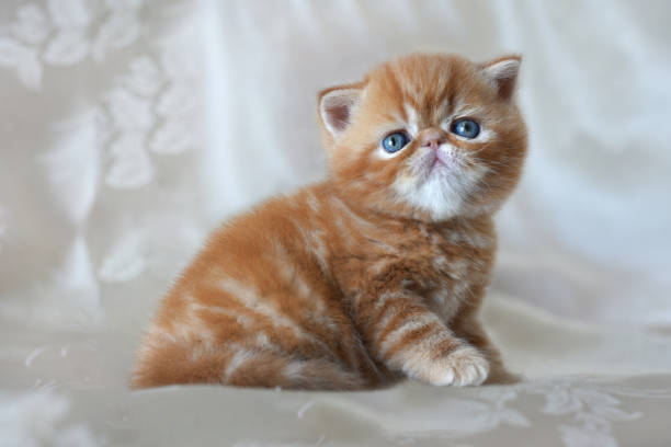Beautiful Funny Red Kitten Breed Exotic Shorthair Closeup Design Concept Of  Childrens Background Stock Photo - Download Image Now - iStock