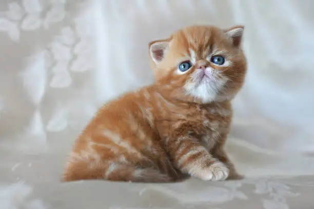 Beautiful funny red kitten breed exotic Shorthair closeup. Design concept of children's background and home comfort.
