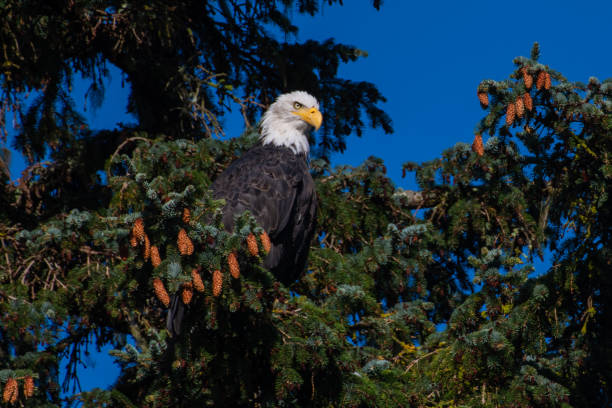 крупным планом лысый орел сидел в ситка ели, государство дерево аляски - forest alaska plant sitka spruce стоковые фото и изображения