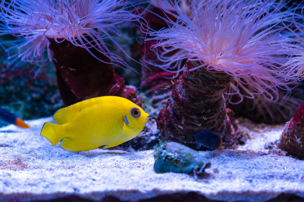 il pesce angelo di limonaia pesce d'acquario marino in vasca di acqua salata con anemoni natura vita oceanica - beauty in nature coral angelfish fish foto e immagini stock