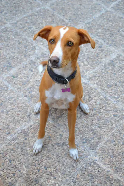 Timid Mixed Breed Dog (Podengo and Greyhound) with ears down is a hound breed sitting on pebble stone sidewalk looking at camera ears down