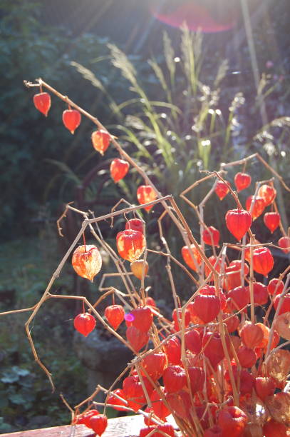 a bunch of back lit winter cherries with ornamental grass in the background and sunbeams. - perennial selective focus vertical tilt imagens e fotografias de stock
