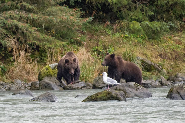 Brown bears moving toward favorite fishing place after coming out of the thick forest.