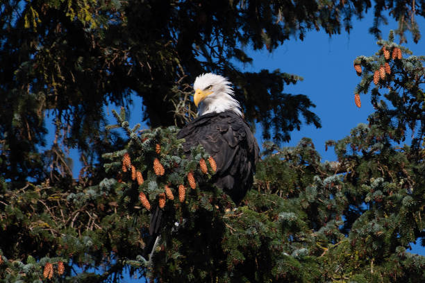 крупным планом лысый орел сидел в ситка ели, государство дерево аляски глядя вниз - forest alaska plant sitka spruce стоковые фото и изображения