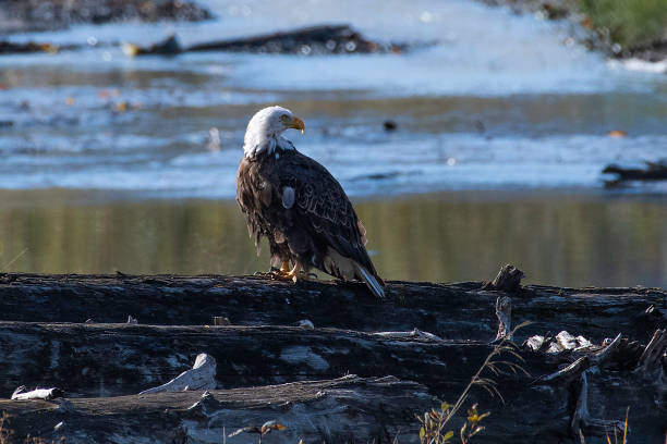 istock Close up of Bald Eagles perching on old log 1180649905