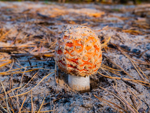 Amanita mushroom on the sand in the forest. Amanita mushroom on the sand in the forest. Background image. Place for text. amanita citrina photos stock pictures, royalty-free photos & images