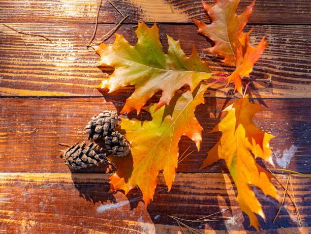 istock Autumn oak leaves on a wooden background. 1180650968