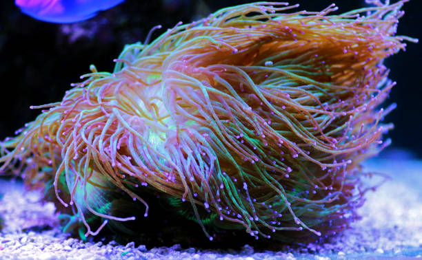 istock Wonder elegance coral - Catalaphyllia jardinei 1180650983