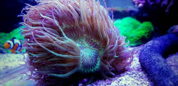 istock Wonder elegance coral - Catalaphyllia jardinei 1180650999