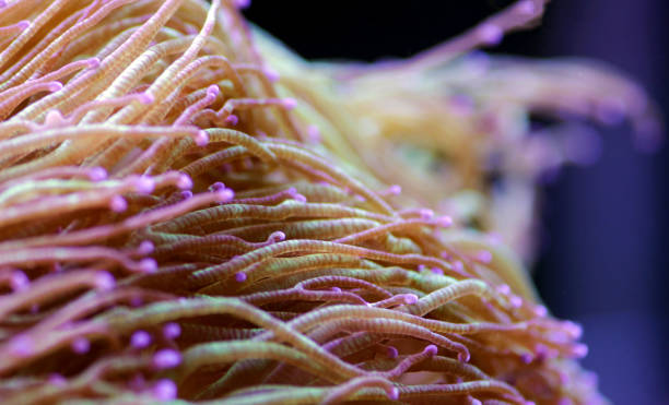 istock Wonder elegance coral - Catalaphyllia jardinei 1180651005