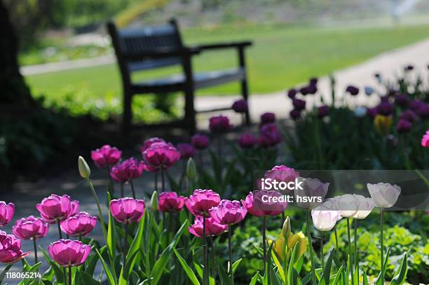 Садовая Скамья С Тюльпаны — стоковые фотографии и другие картинки Без людей - Без людей, Белый, Весна