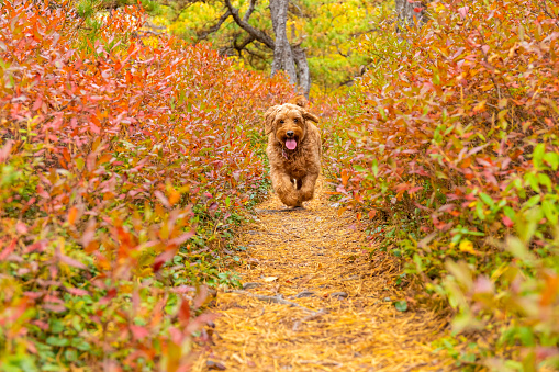 young miniature golden doodle enjoying off-leash run on hiking trail in autumn weather.  3 year old female Minature Golden doodle.