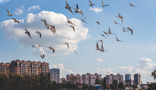 a flock of birds flies over the little city