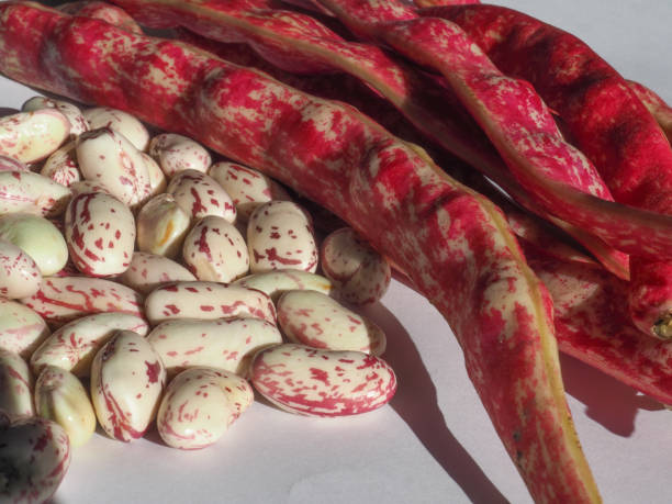istock crimson beans legumes vegetables food 1180655580