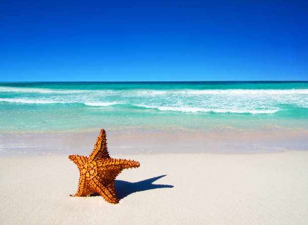 istock starfish on beach. beautiful beach and tropical sea 1180655768