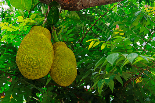 Close up of two jackfruits hanging on a tree branch, Artocarpus Heterophyllus