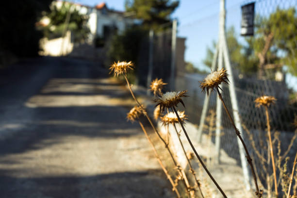 Close-up of a dry thistle plant with spiky, fluffy seed heads against a blurred natural background. The muted earthy tones and soft lighting evoke a quiet, contemplative atmosphere, symbolizing the end of the growing season.