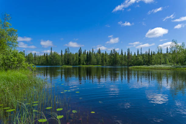 istock Reach on the Keret River. Karelia, Russia. 1180657955