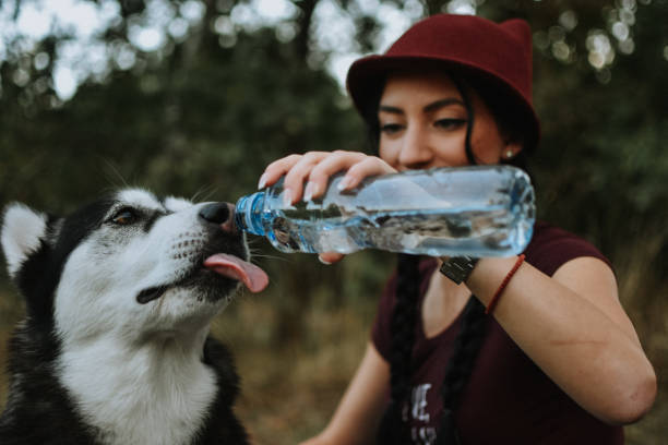 Dog drinking water from bottle stock photo