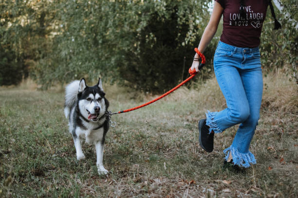 istock Woman walking with dog 1180659297