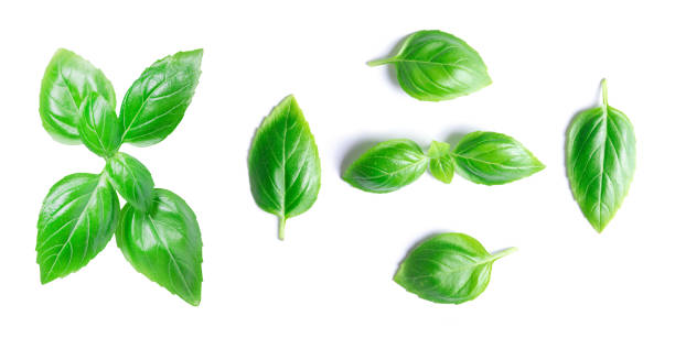 Green basil leaves isolated on white background stock photo