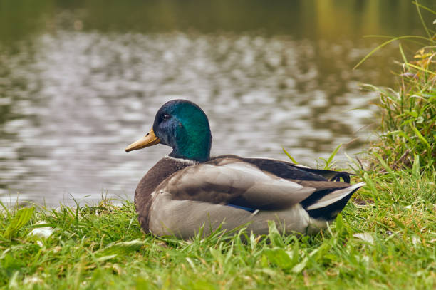 istock duck on green grass by the lake closeup 1180662686