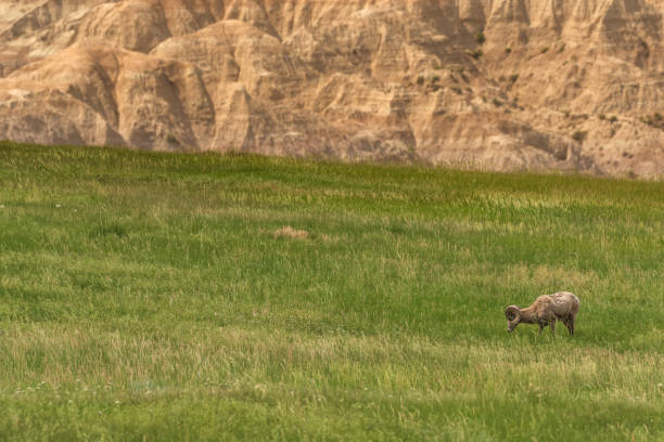 istock Bighorn Sheep Grazing in Field Below Badlands with Copy Space 1180663002