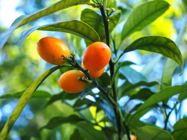 frutas de naranja joven fortunella en una rama verde, también llamada kumquat (literalmente significa "naranja dorada" o "mandarina dorada"), es un cítrico bastante frío-duro con arbustos perennes de crecimiento lento - hardy fotografías e imágenes de stock
