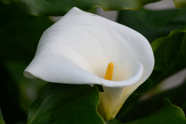 calla lily flower macro, perfect for floral background use, botanical prints, flower bloom visuals, garden photography, wedding decoration concepts, and peaceful nature content