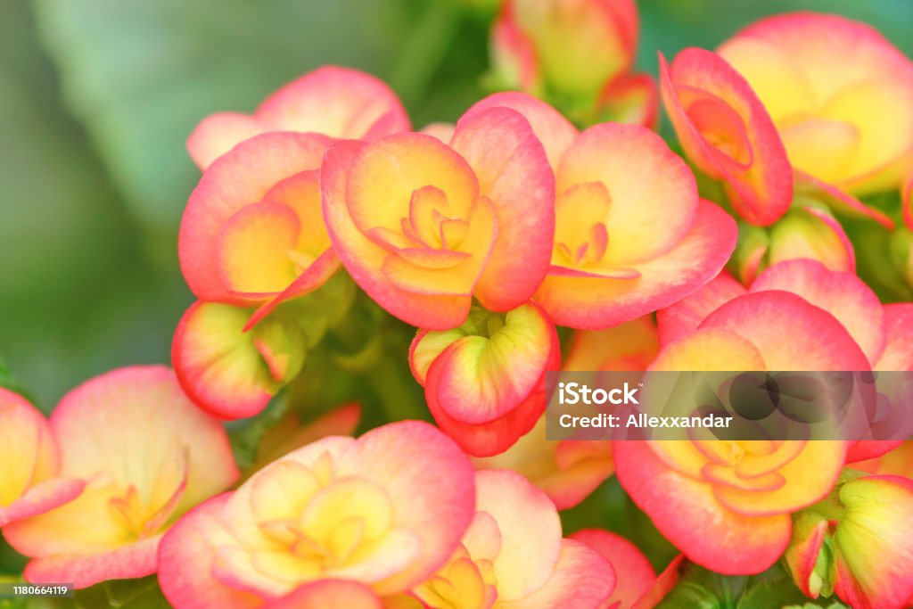 Foto de Flores Amarelas Alaranjadas Begonia Begonias Tuberosas e mais fotos  de stock de Begônia - iStock