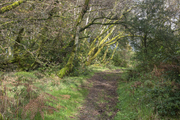 istock lochwinnoch walk woods trail 1180664854