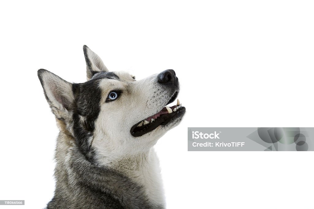 husky siberiano - Foto de stock de Fondo blanco libre de derechos