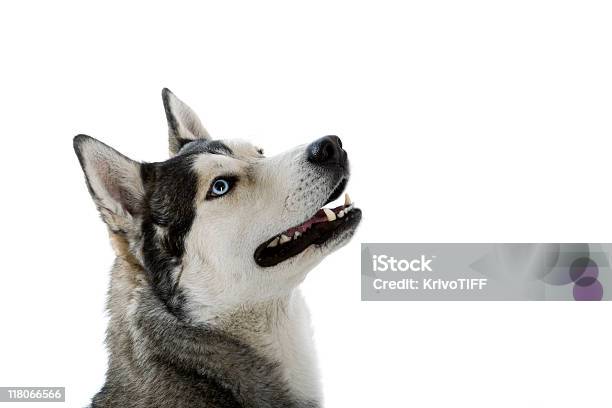 Husky Siberiano Foto de stock y más banco de imágenes de Fondo blanco - Fondo blanco, Perro Husky, Animal
