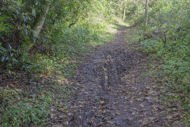 A walk in the forest along muddy paths