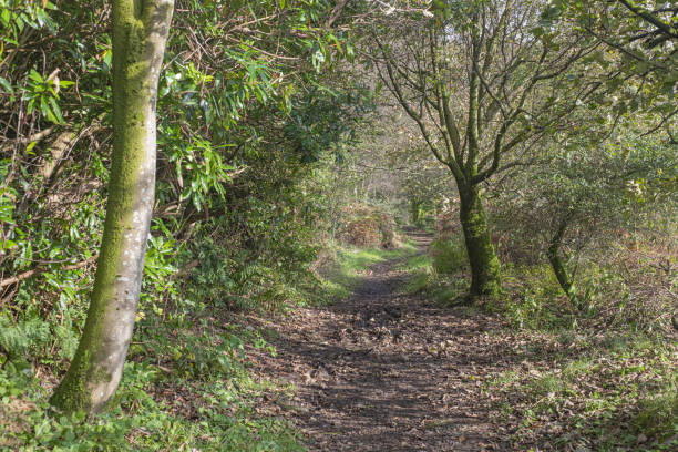 istock lochwinnoch walk woods trail 1180666103