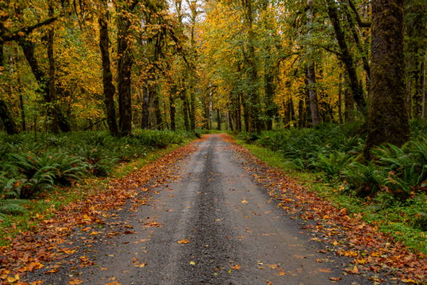 istock Gravel Road Through Washington Forest 1180666105