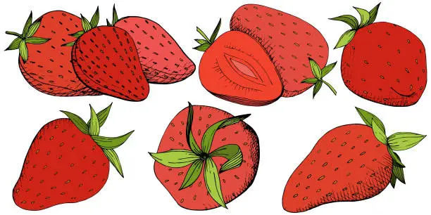 Vector illustration of Vector Strawberry healthy food. Red and green engraved ink art. Isolated berry illustration element on white background.