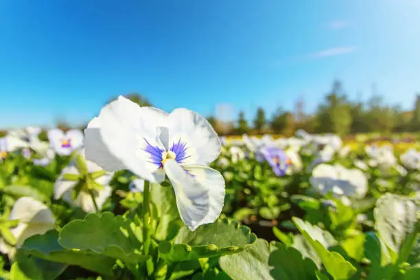 Pansy Flower Close Up, Blue And White Pansy in Garden