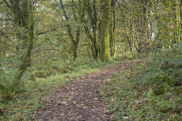 istock lochwinnoch walk woods trail 1180667225