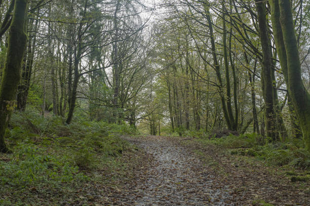 istock lochwinnoch walk woods trail 1180667467