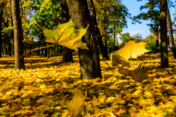 Maple leaves falls in park. Autumn concept