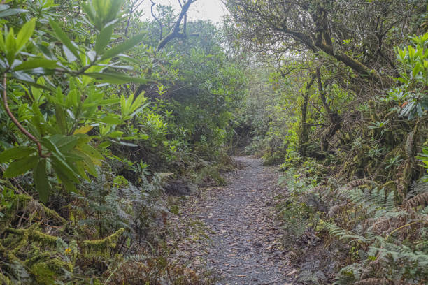 istock lochwinnoch walk woods trail 1180669177