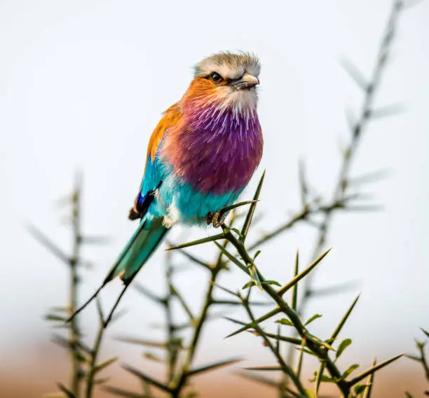 close up capture of a lilac-breasted roller or Coracias caudatus against a light background in Africa on a safari