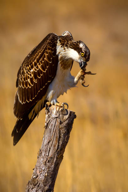 istock Wild bird Osprey. Nature Background. Eagle: Western Osprey. Pandion haliaetus. 1180669463