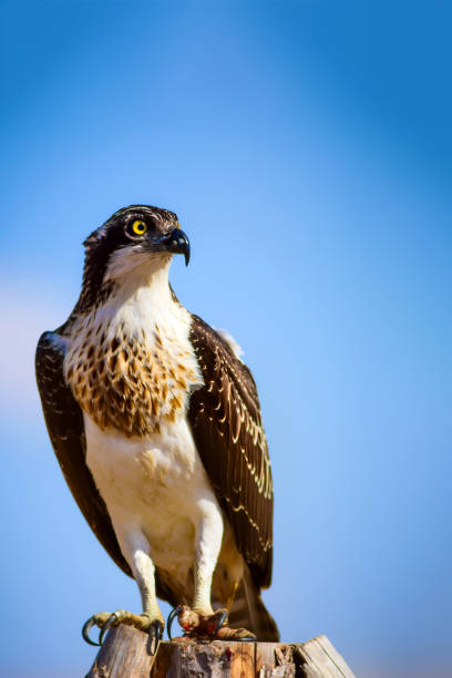 istock Wild bird Osprey. Nature Background. Eagle: Western Osprey. Pandion haliaetus. 1180669468