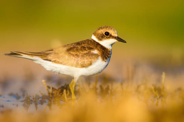 Cute little water bird. Water and sand background. Bird: Common Ringed Plover. Charadrius hiaticula.