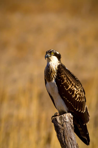 istock Wild bird Osprey. Nature Background. Eagle: Western Osprey. Pandion haliaetus. 1180671500